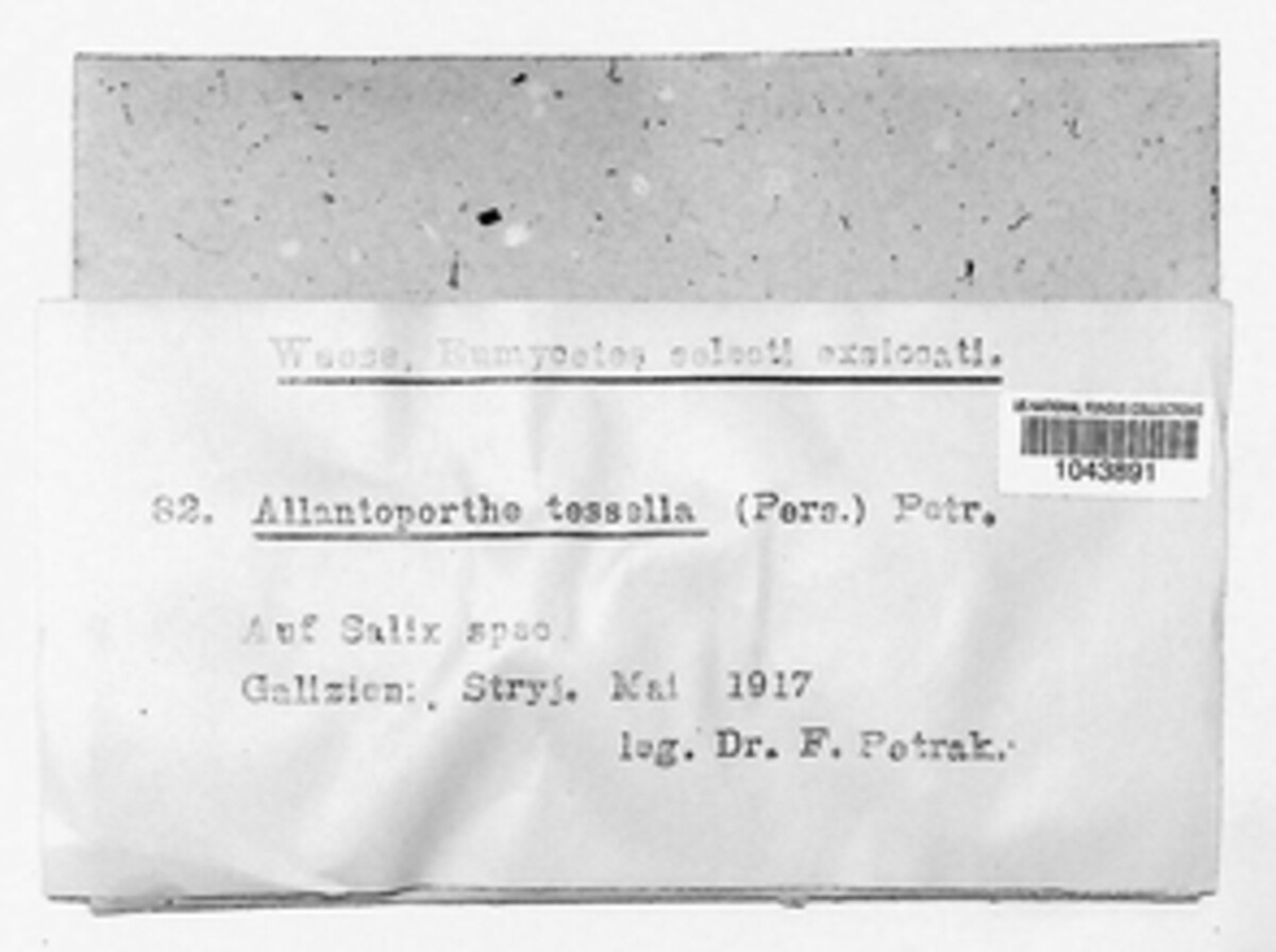 Diaporthe decedens image